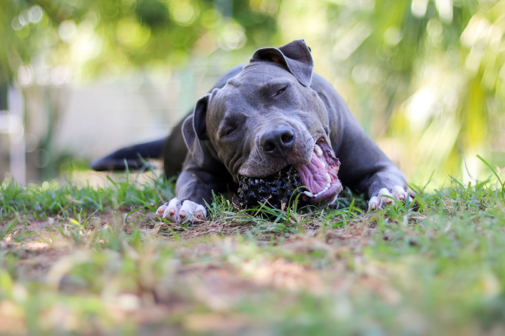 Cão a morder uma bola deitado no jardim