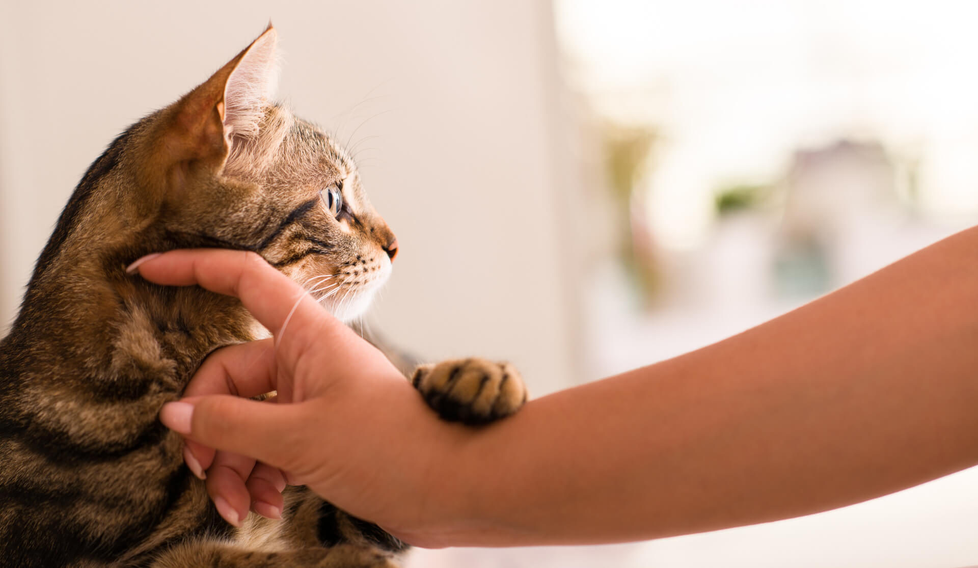 Gato a receber festas e carinho pela sua humana