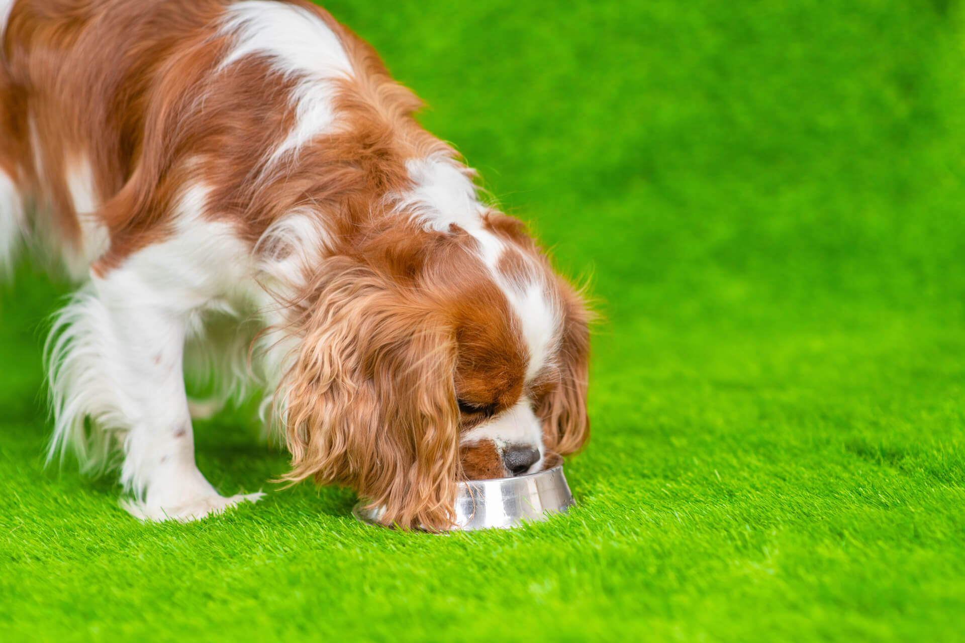 Cão a comer numa taça num jardim verde