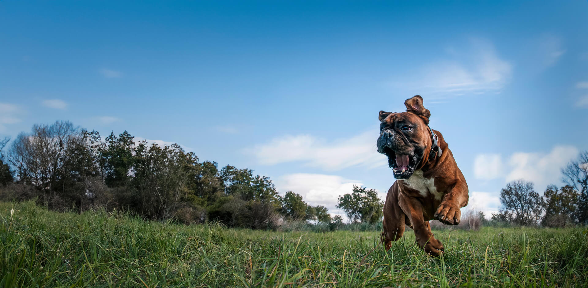 Cão a correr na relva de boca aberta