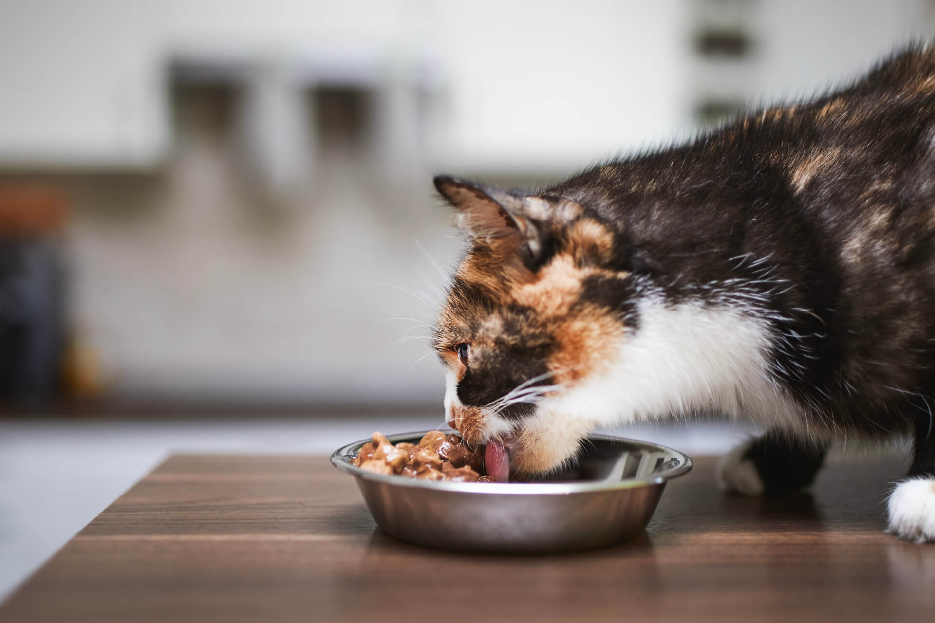 Gato a comer a sua ração húmida