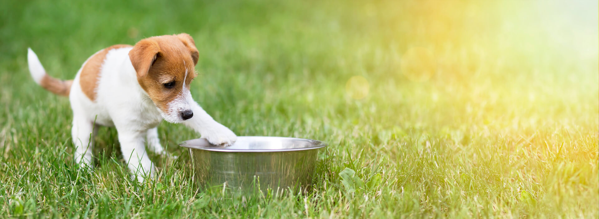 Cachorro na relva a olhar para taça da comida vazia