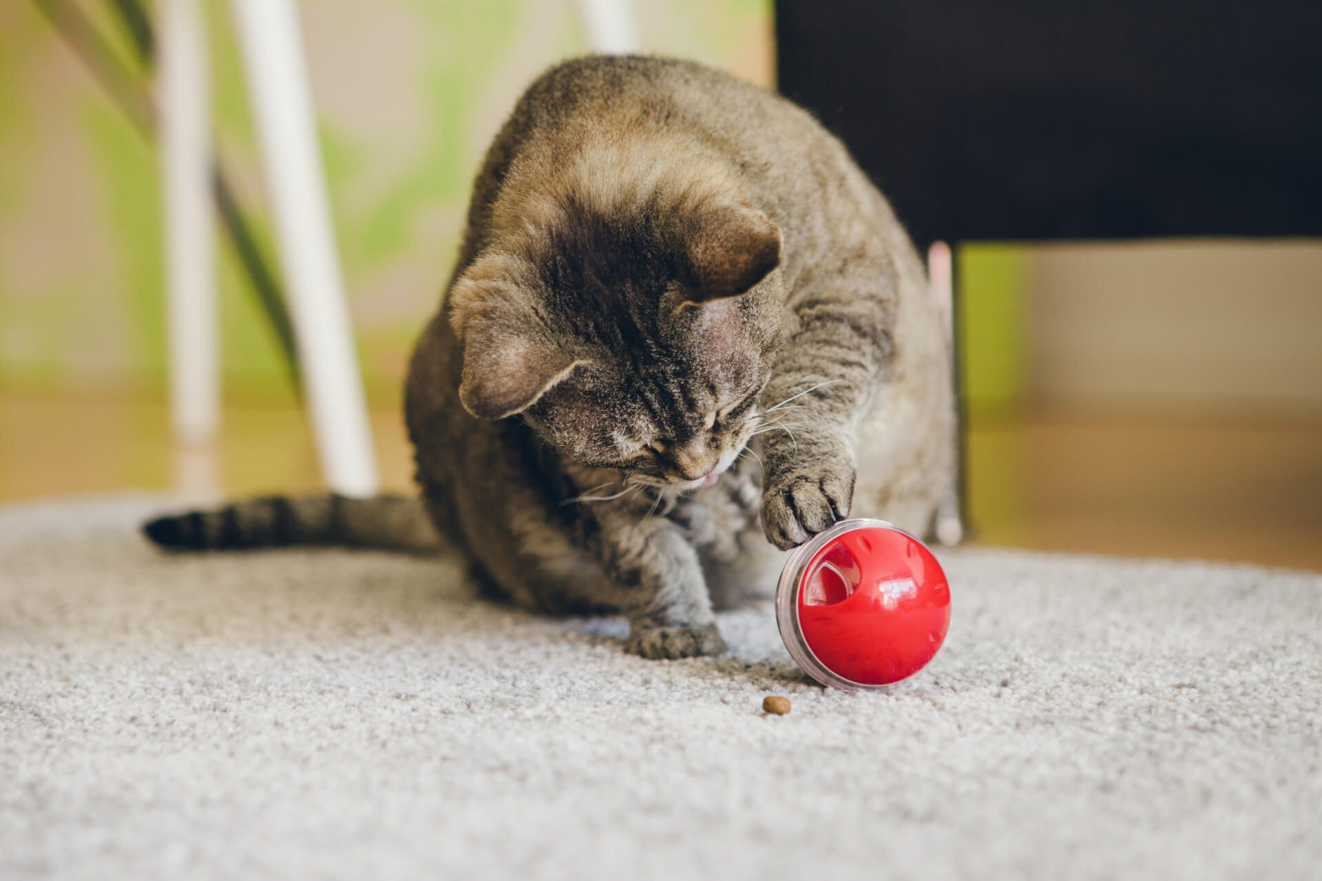 Gato na sala a brincar com bola