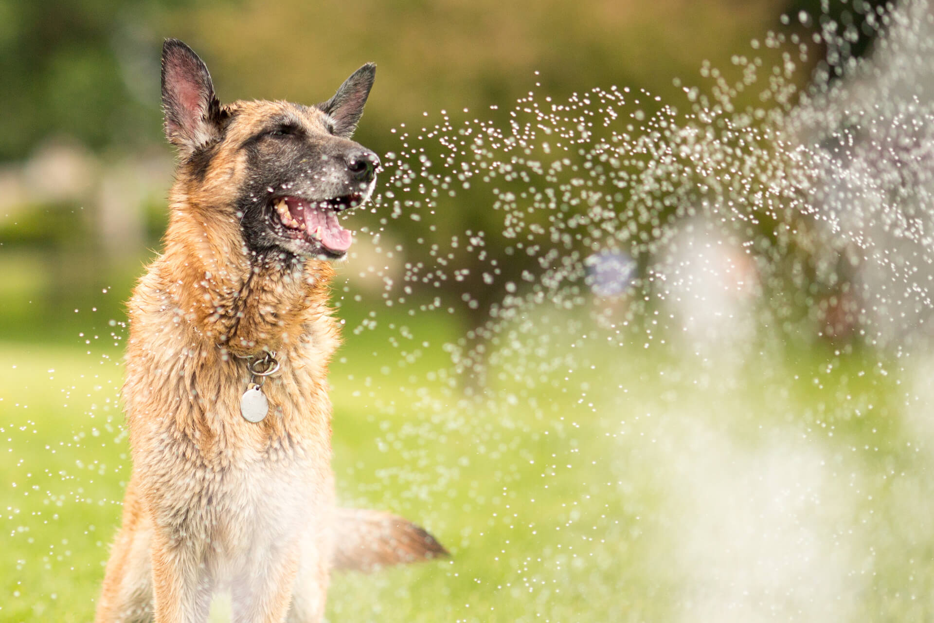 Cão Pastor Alemão no jardim a brincar com água