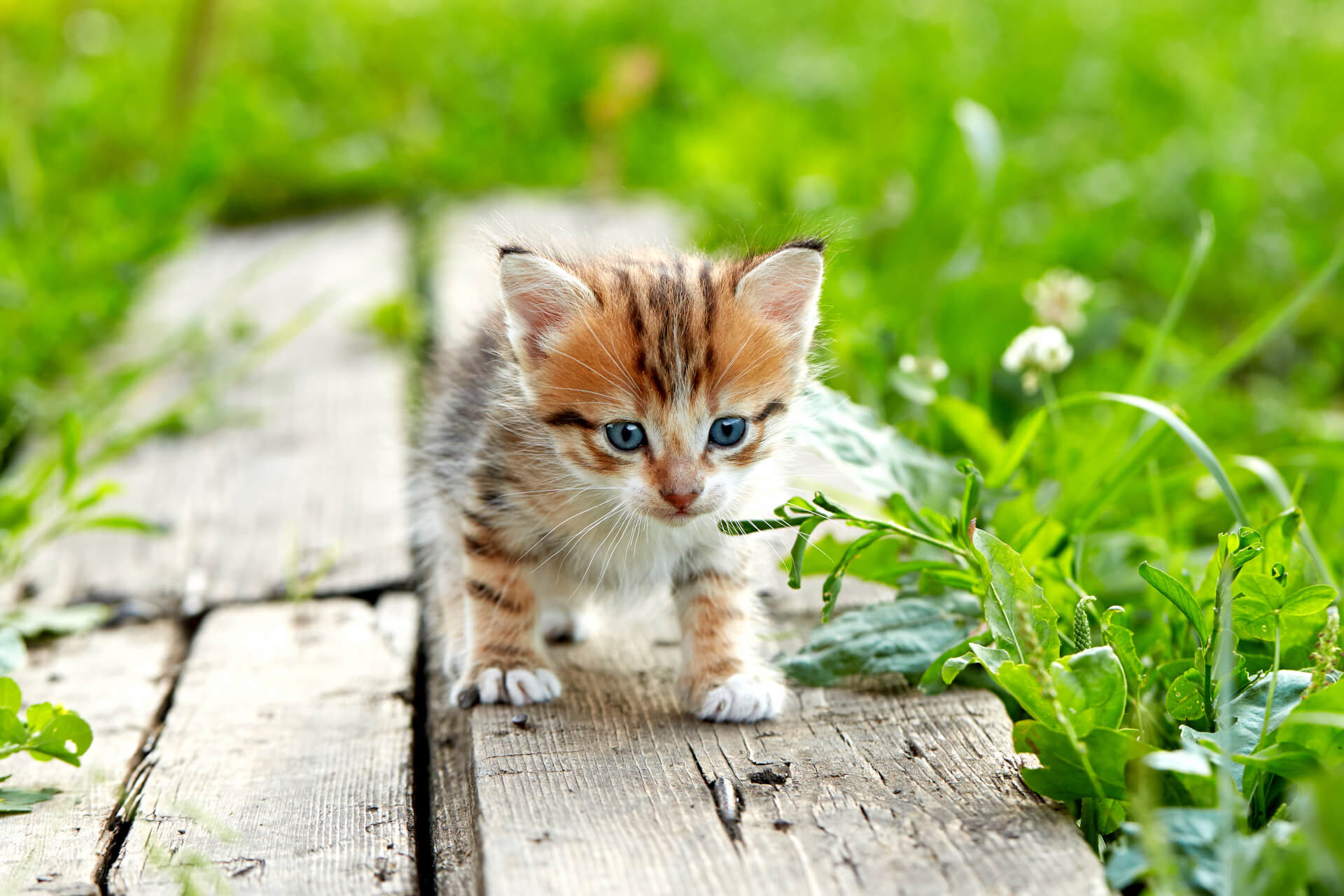 Gatinho bebé a passear no jardim