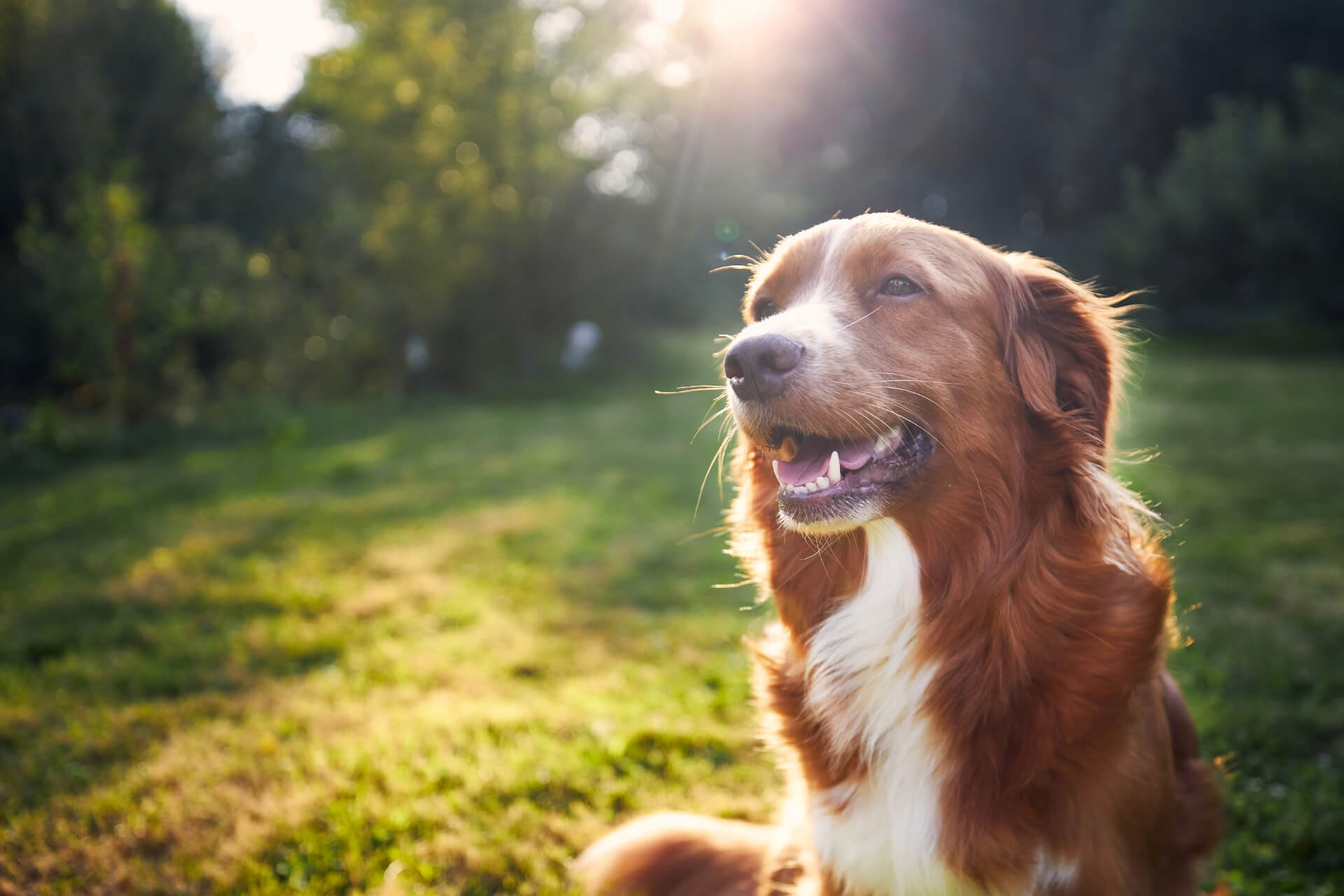 Cão sorridente na relva a olhar para o horizonte