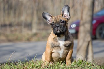 O Cane Corso: Um Cão Majestoso e Protetor - Pet Meu Pet