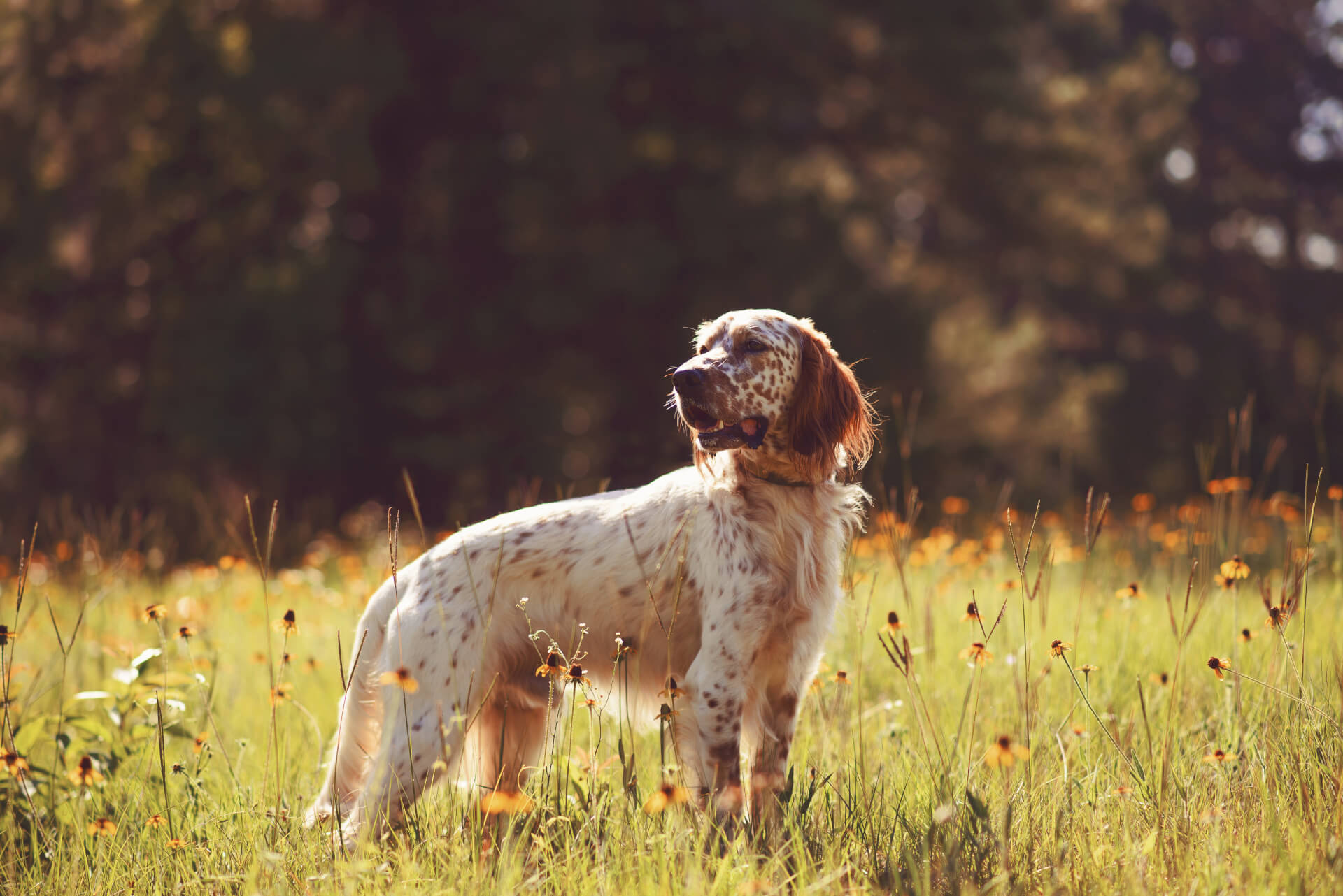 Cão ao ar livre no meu das flores 