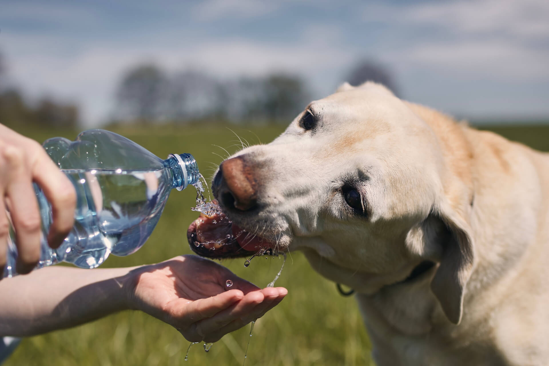 Cão a beber água pela garrafa do seu humano durante um passeio ao ar livre