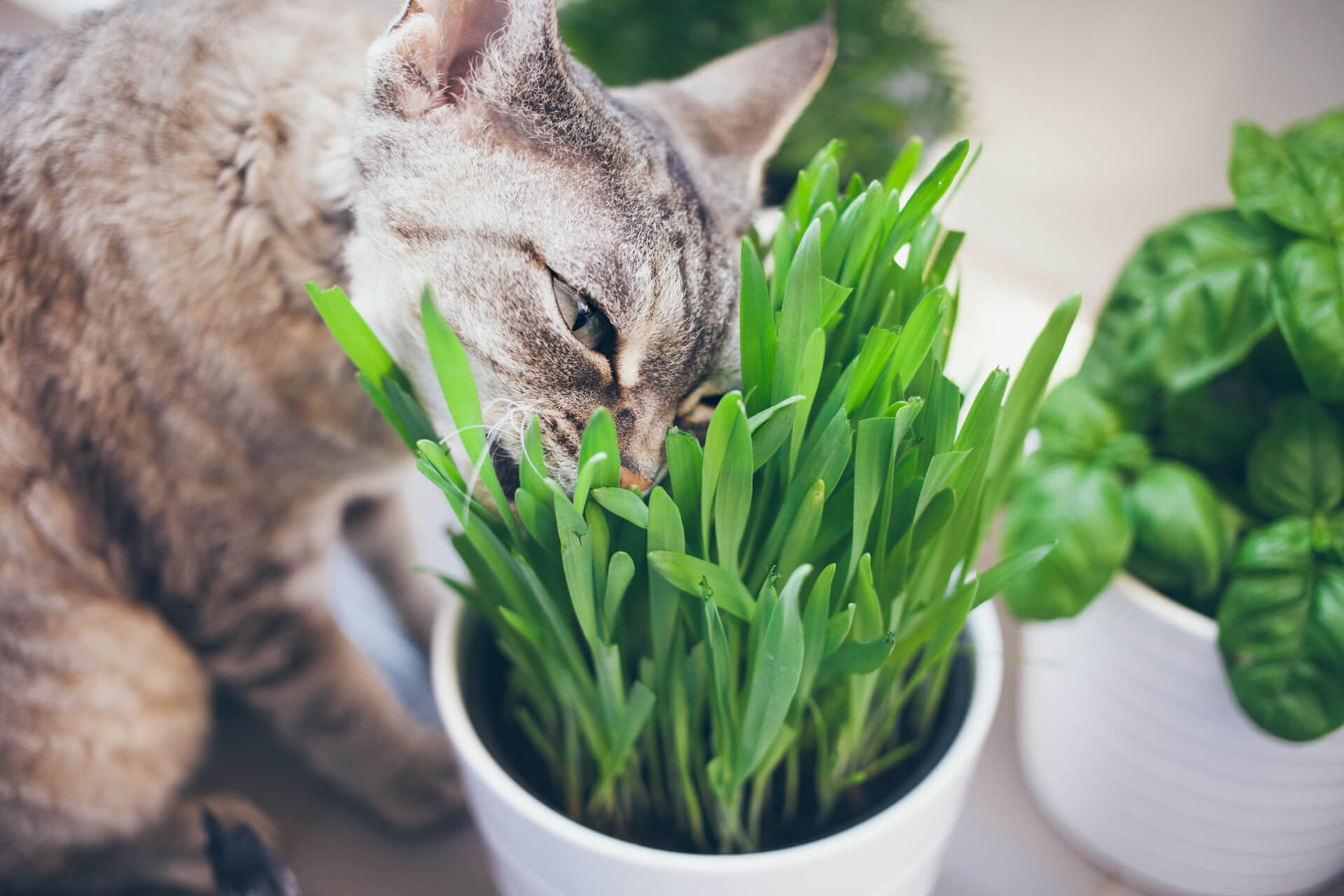 Gato a cheira um vaso de erva