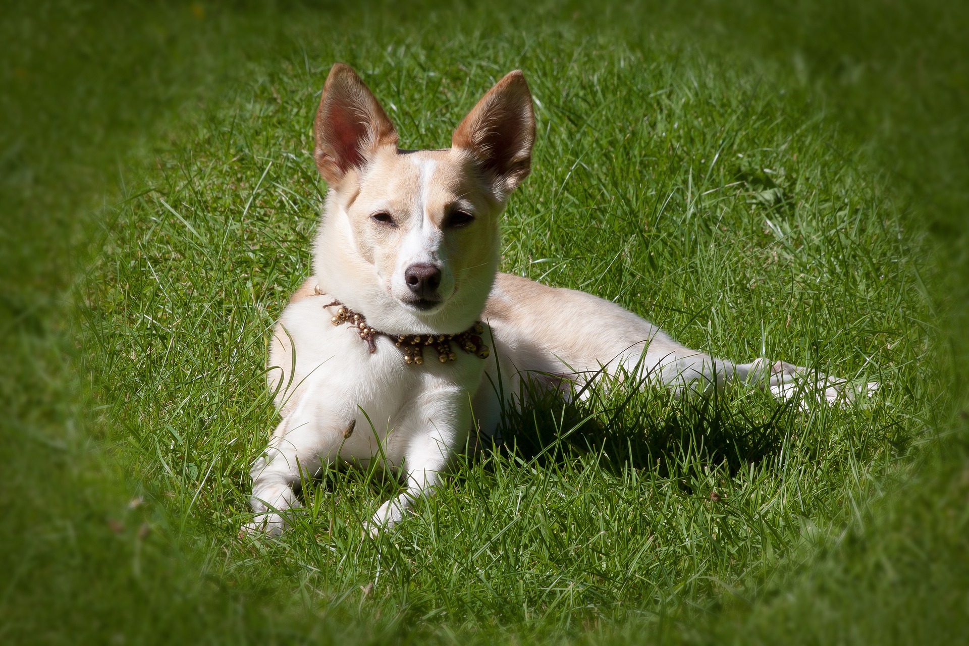 O Cane Corso: Um Cão Majestoso e Protetor - Pet Meu Pet