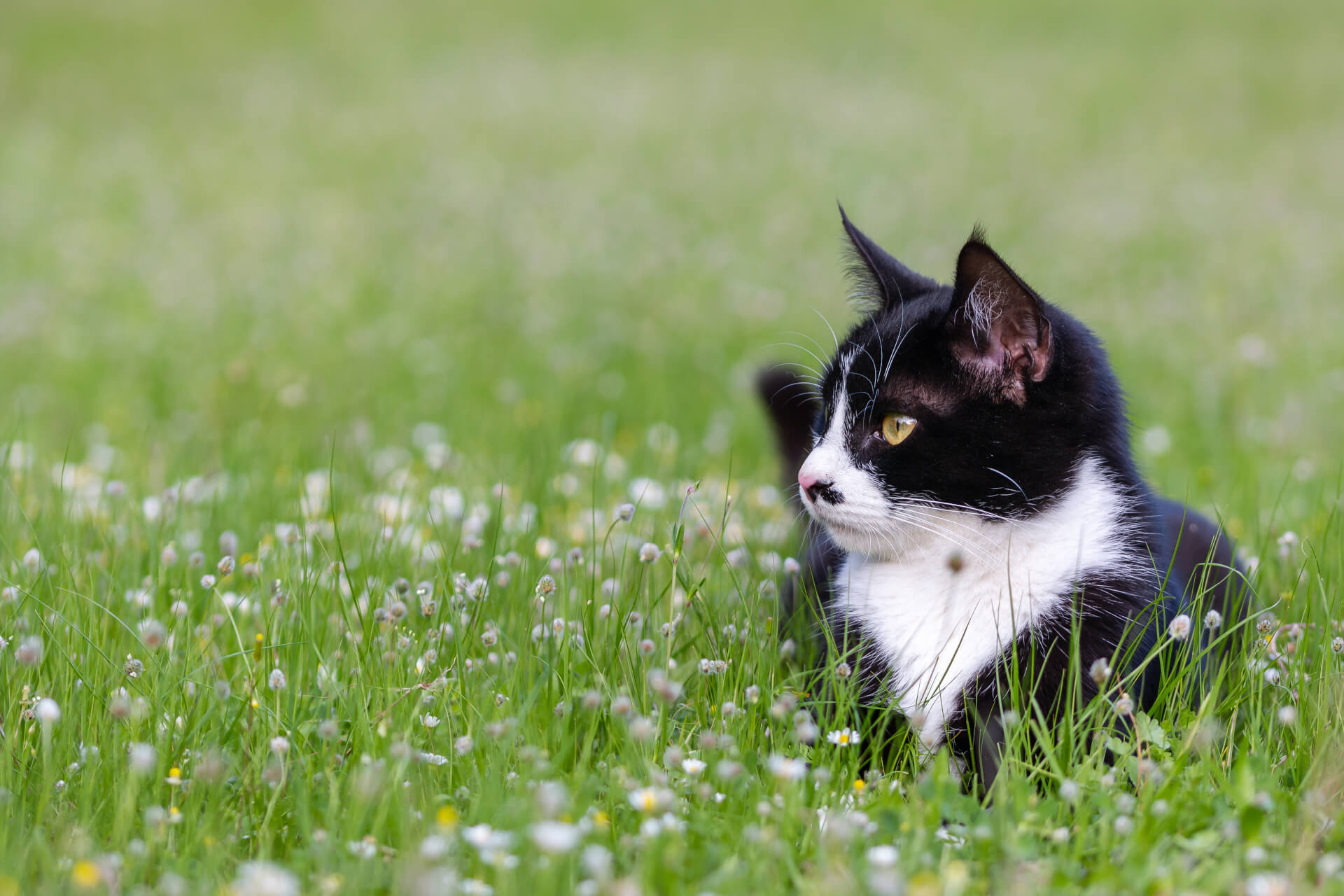 Gato a olhar fixamente ao lar livre num tapete de relva