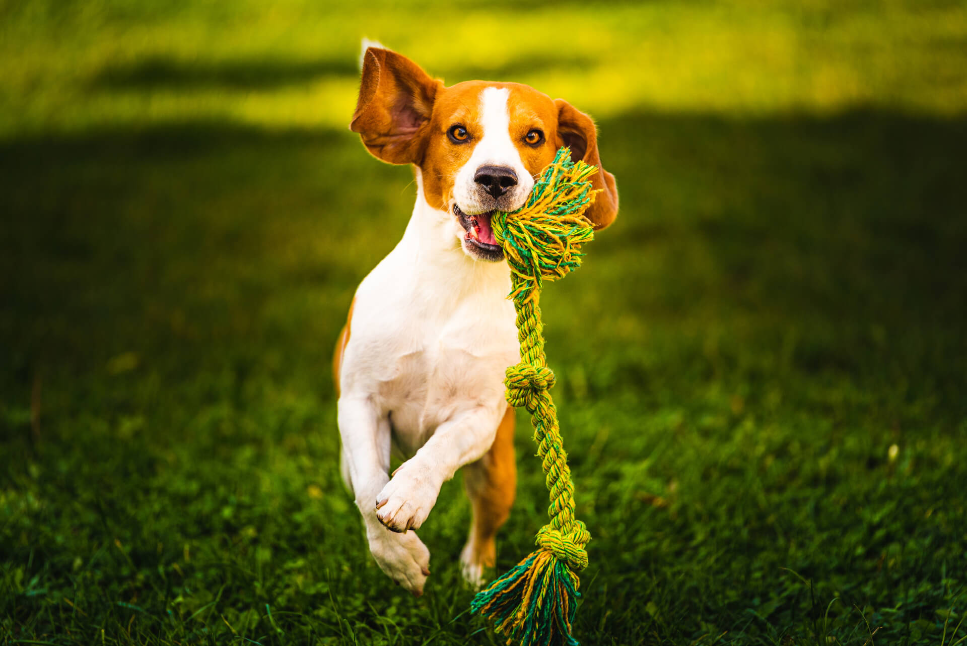 Cão a correr na relva com uma corda na boca