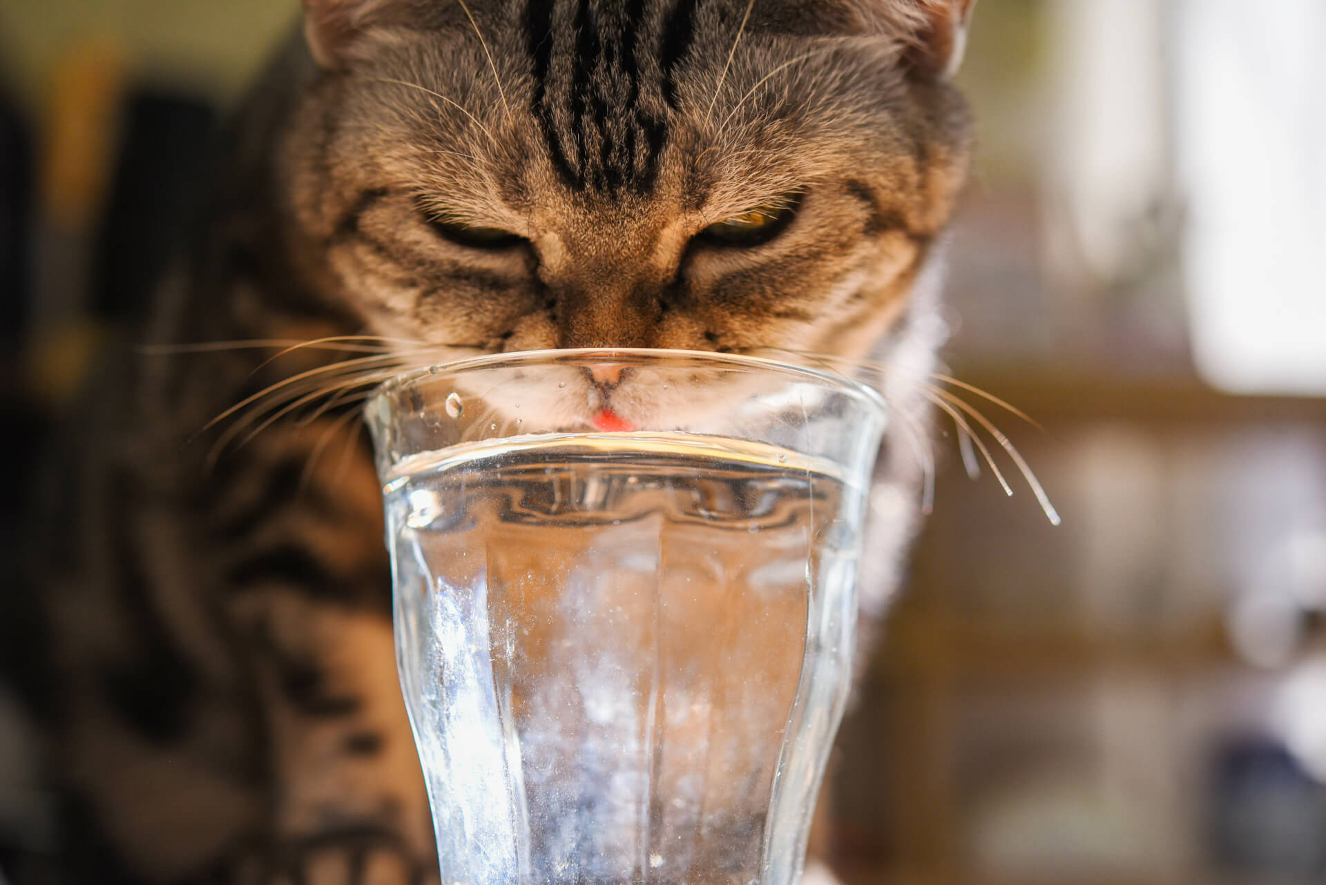 Gato a beber água de um copo de vidro