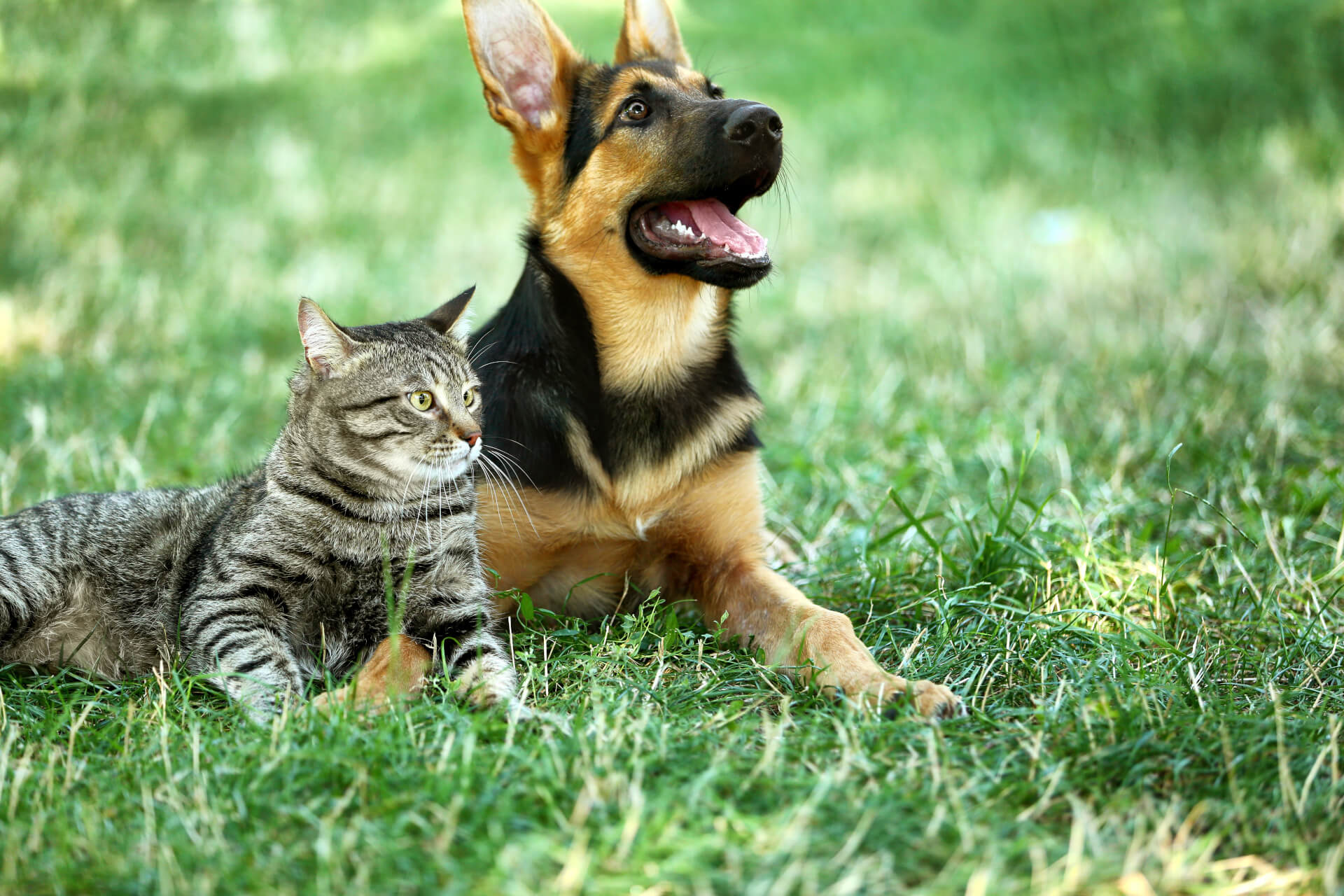 Cão e gato deitados na relva a olhar para o dono