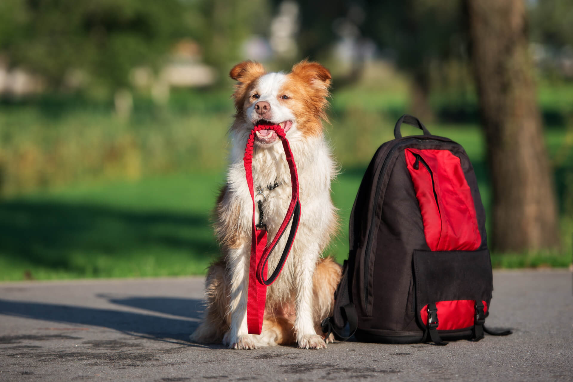 Cão com trela na boca à aguardar pelo seu dono ao lado da mochila