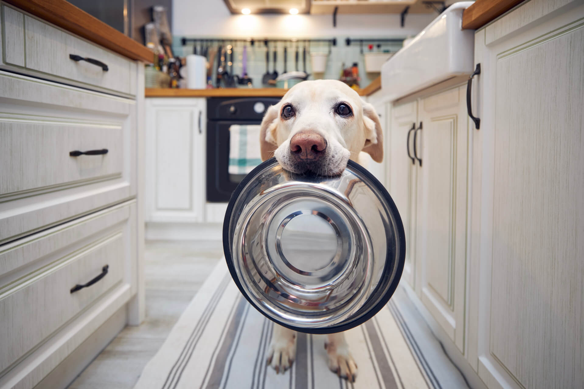 Cão segura a sua taça da comida pela boca à espera do seu tutor