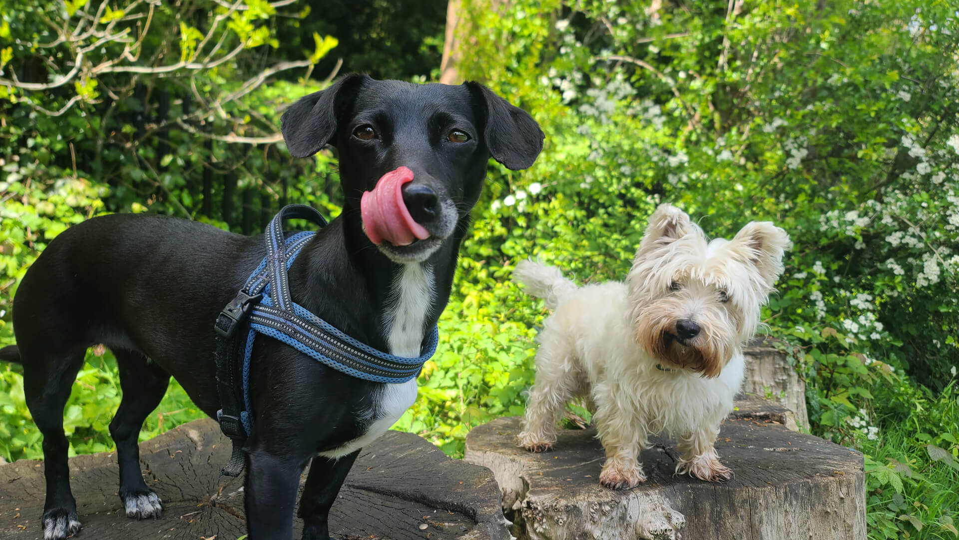 Cães sobre troncos olham para o seu tutor