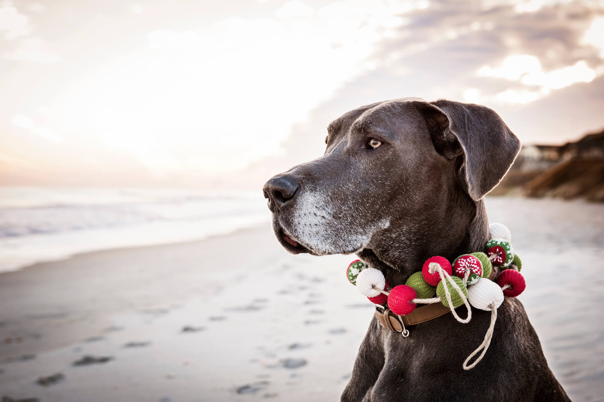 Cão com uma coleira original na praia a olhar para o horizonte