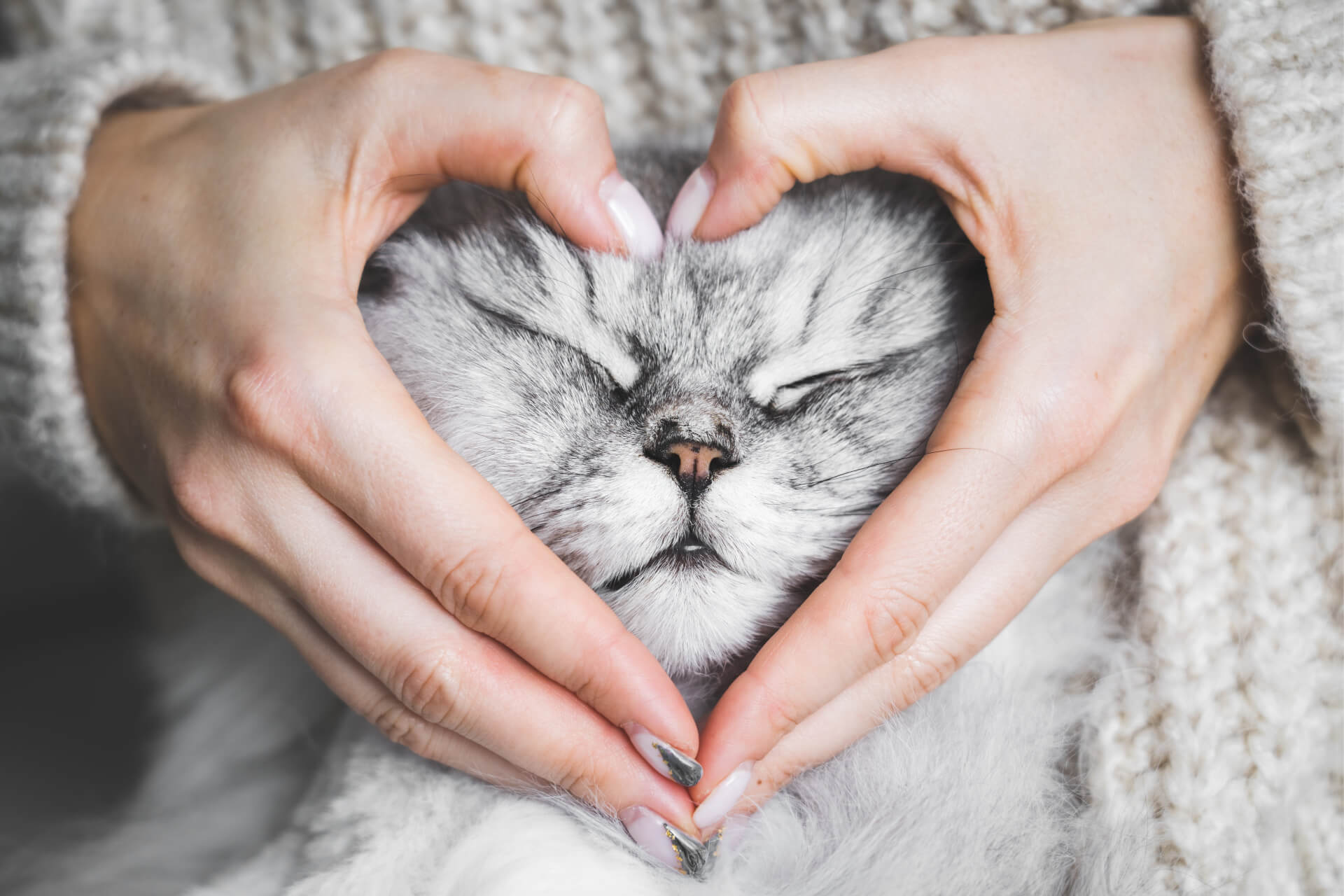 Coração feito com mãos do humano com o focinho do gato no meio