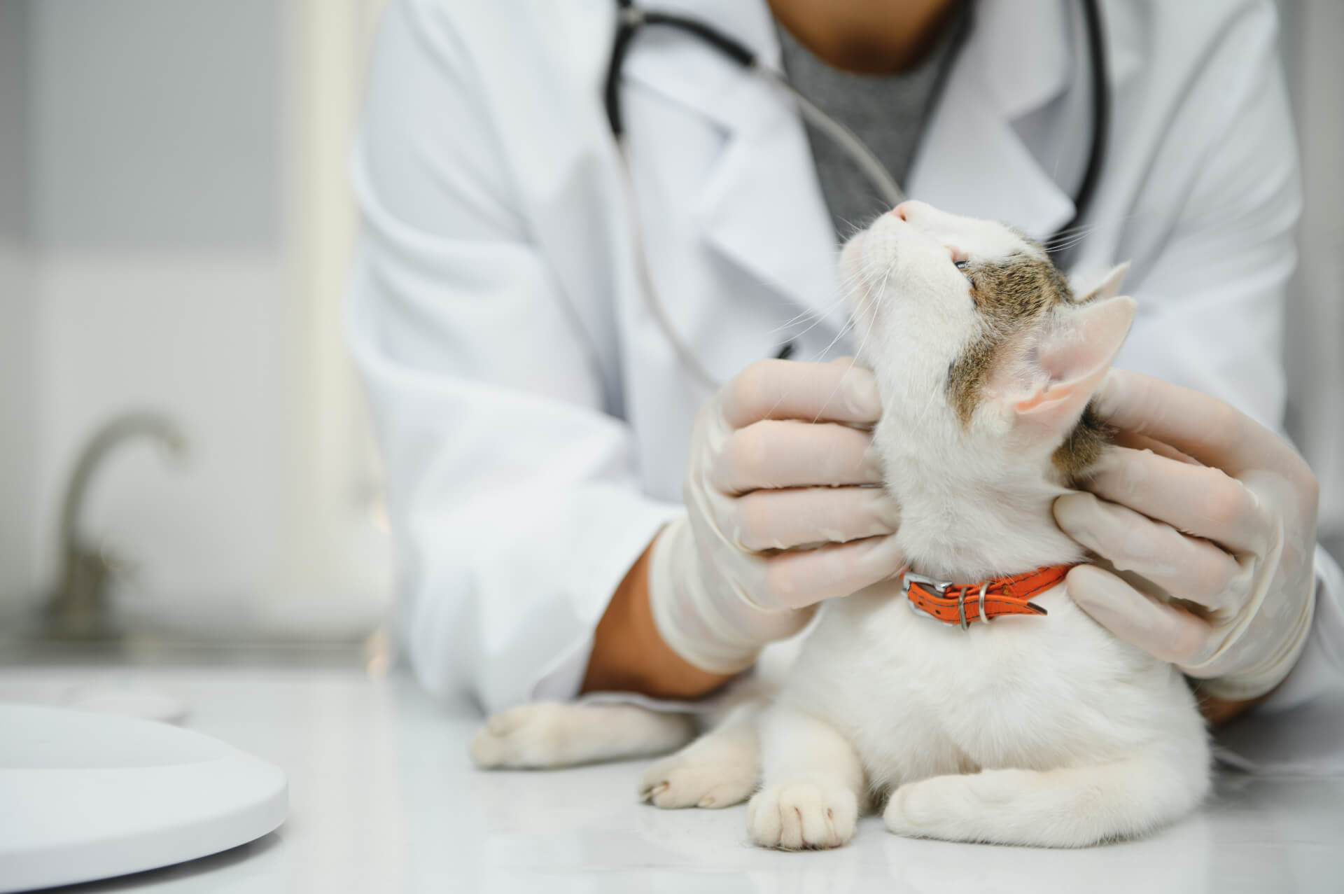 Gato a ser mimado no veterinário