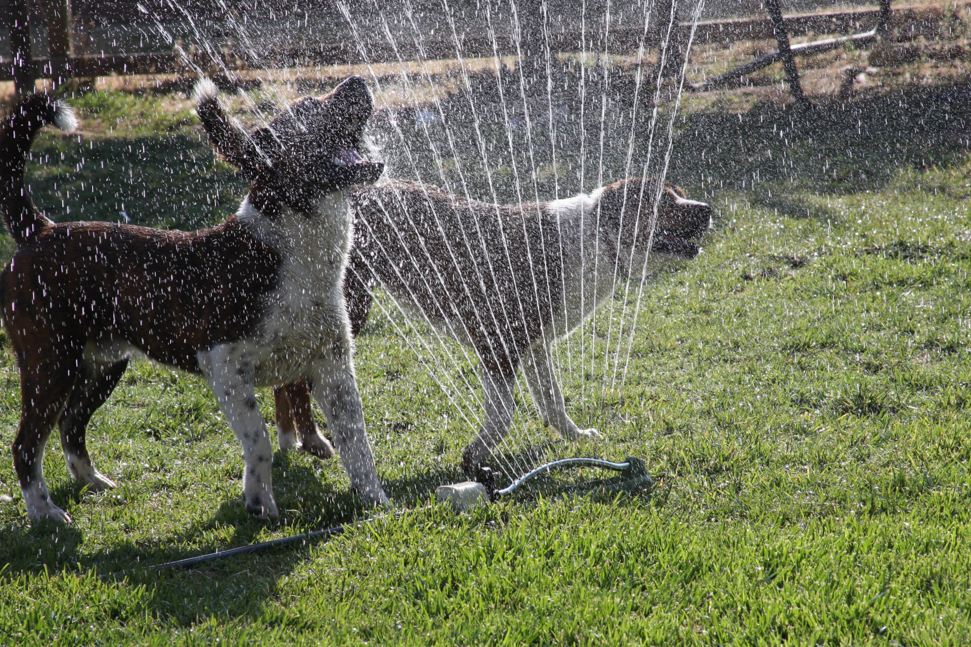 Cães a brincarem no jardim com água do aspersor de jardim na relva