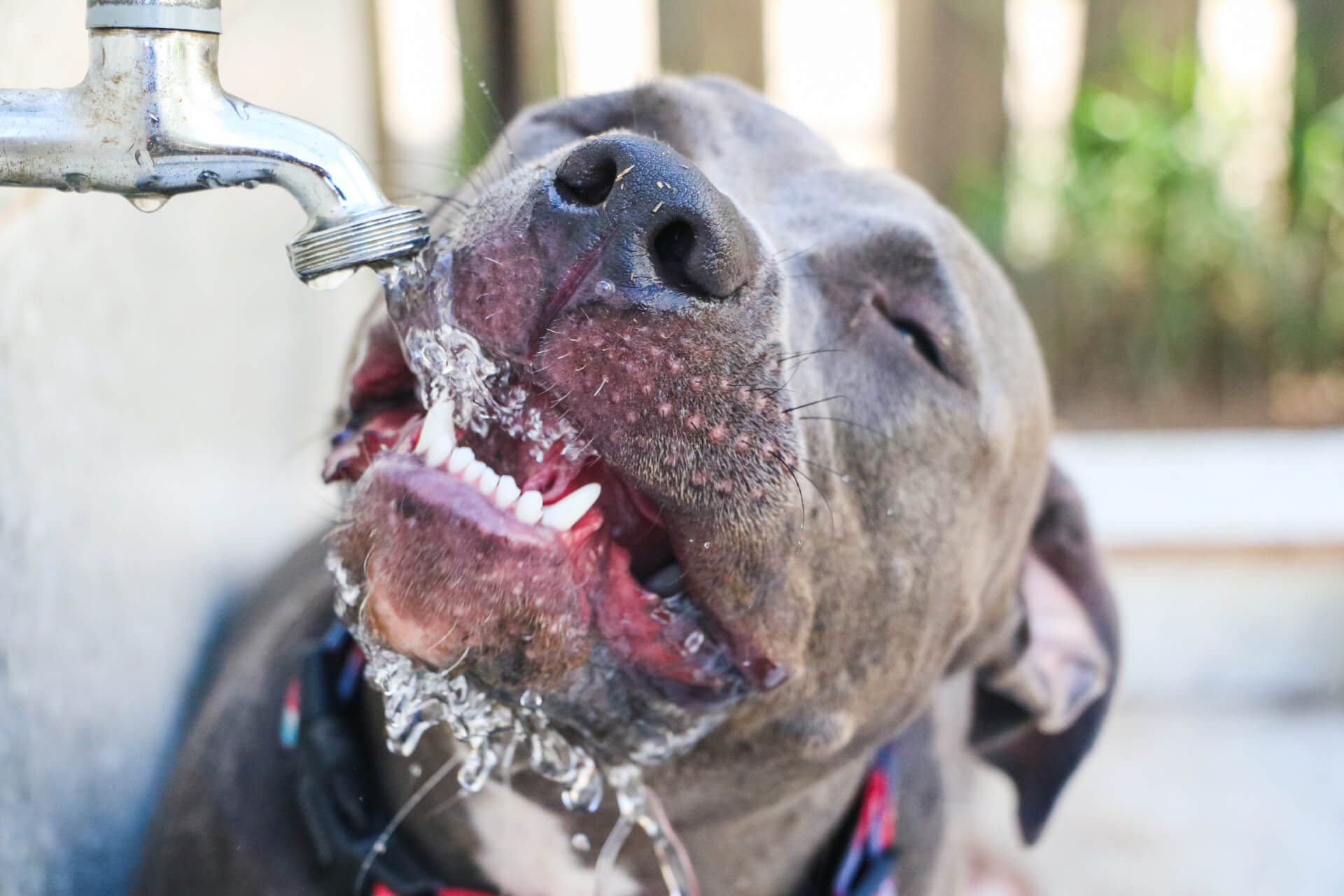 Cão Pitbull a beber água na torneira do jardim da sua casa