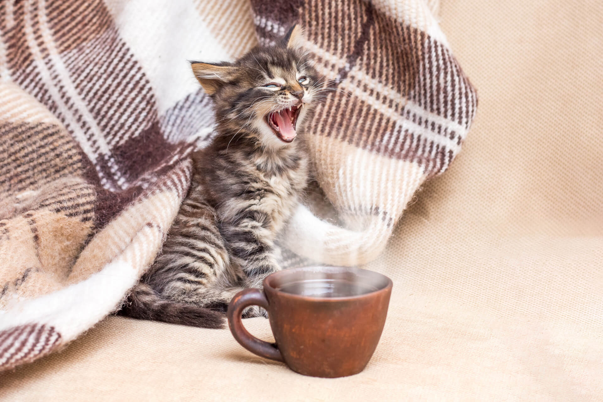 Gatinho bebé a bocejar ao lado de uma chávena morna de água