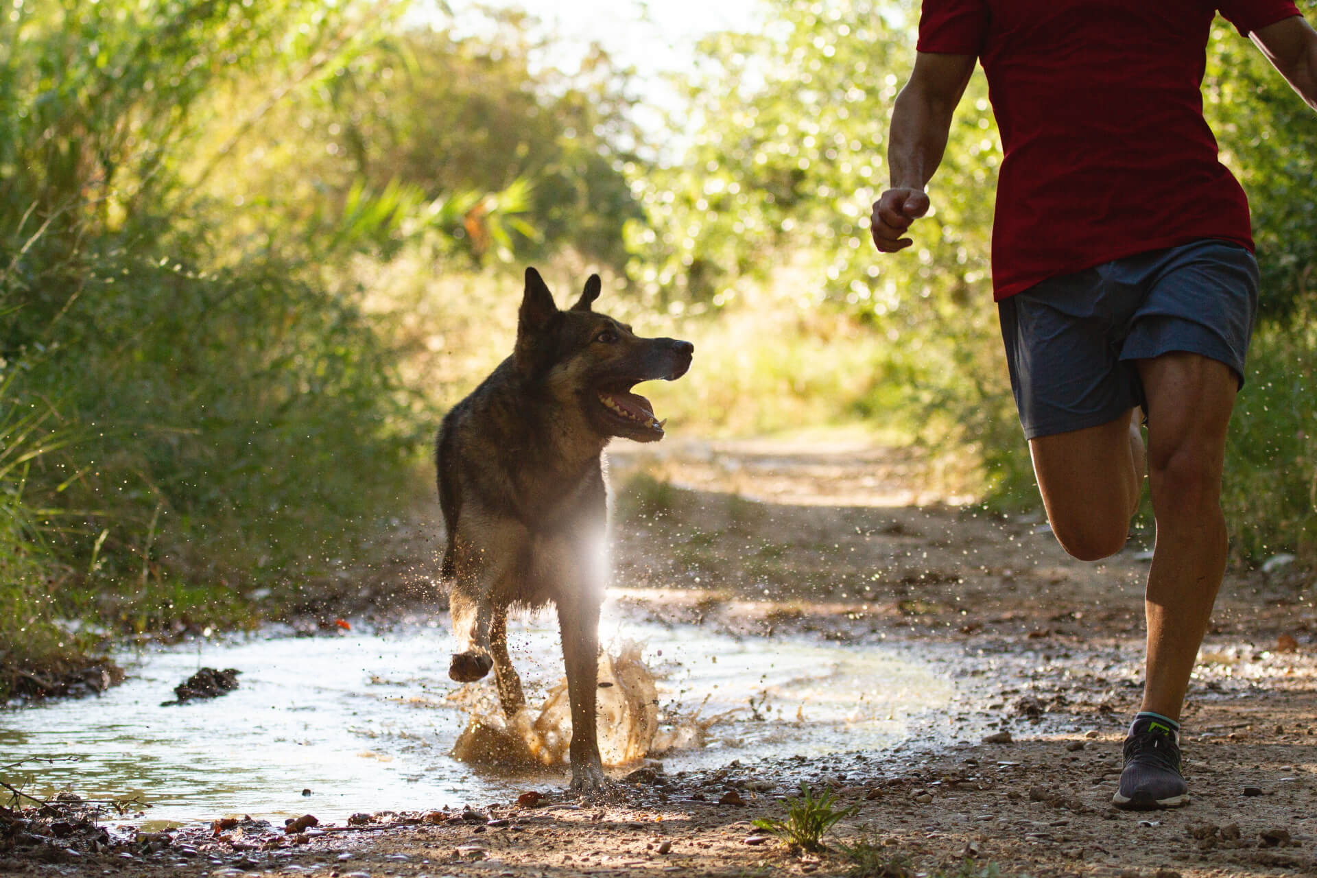 Cão a correr numa poça de água com o seu humano