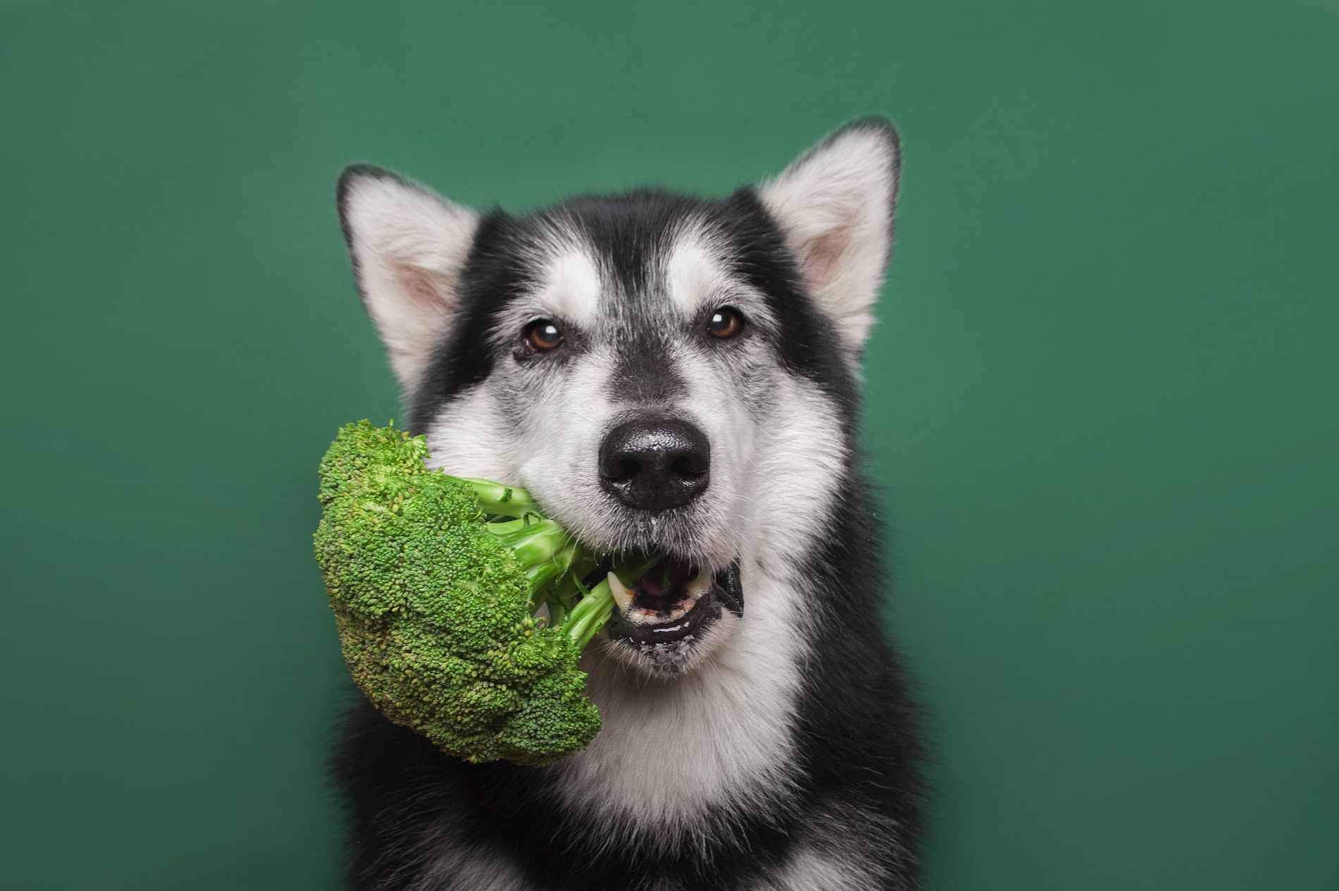 Cão com um brócolo na boca.