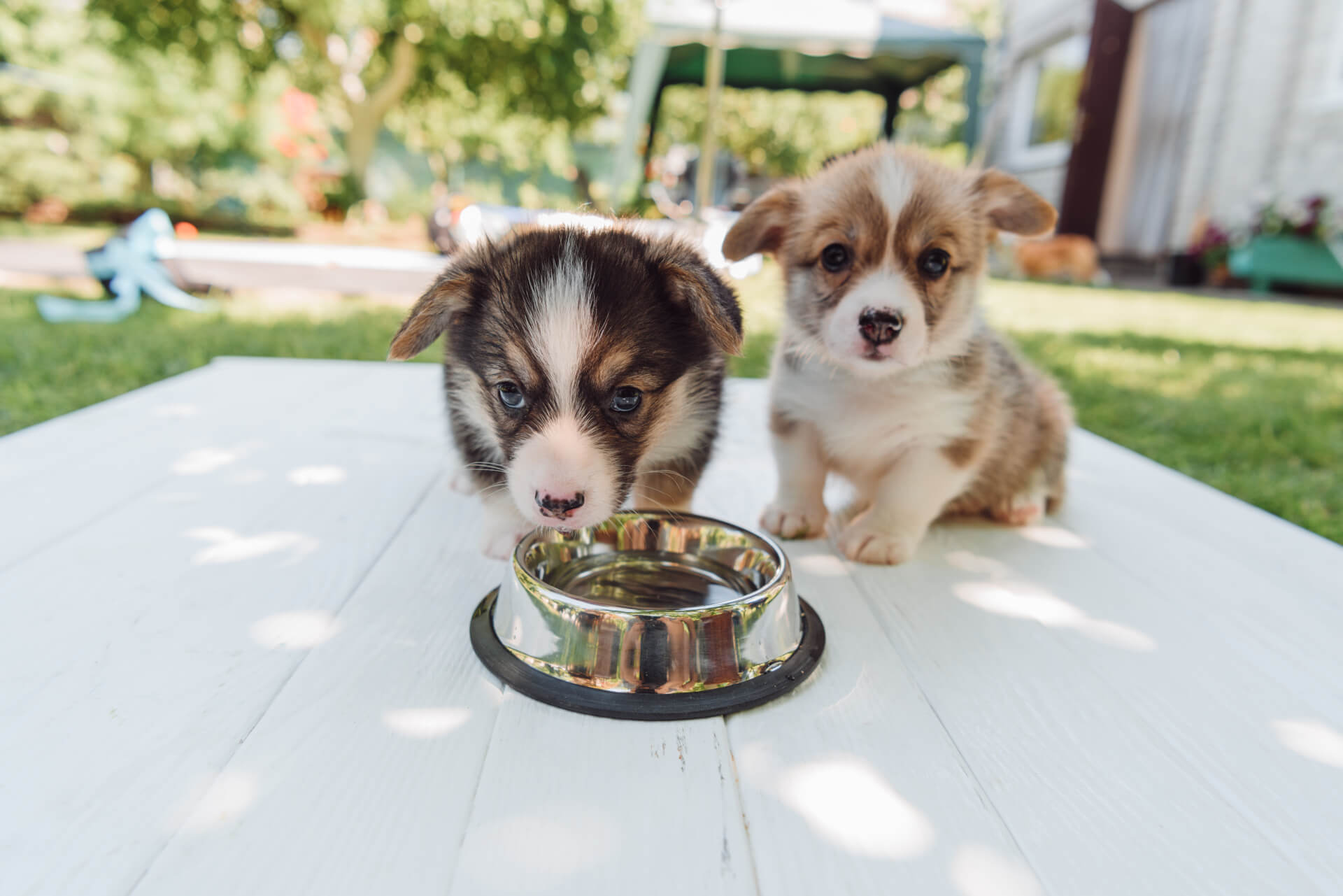 Cachorros a beberem água num bebedouro