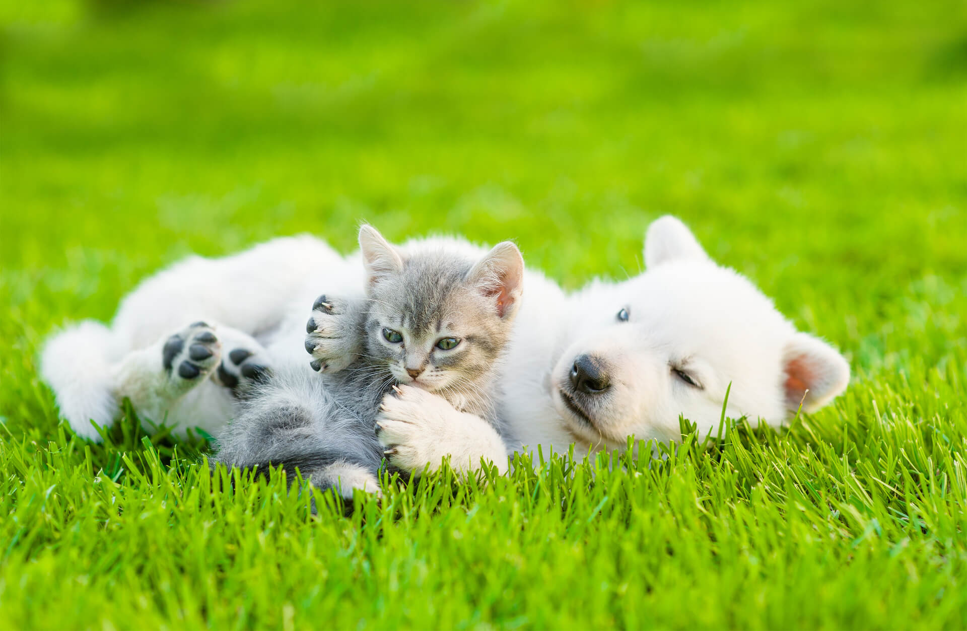 Cão e gato deitados a brincar na relva