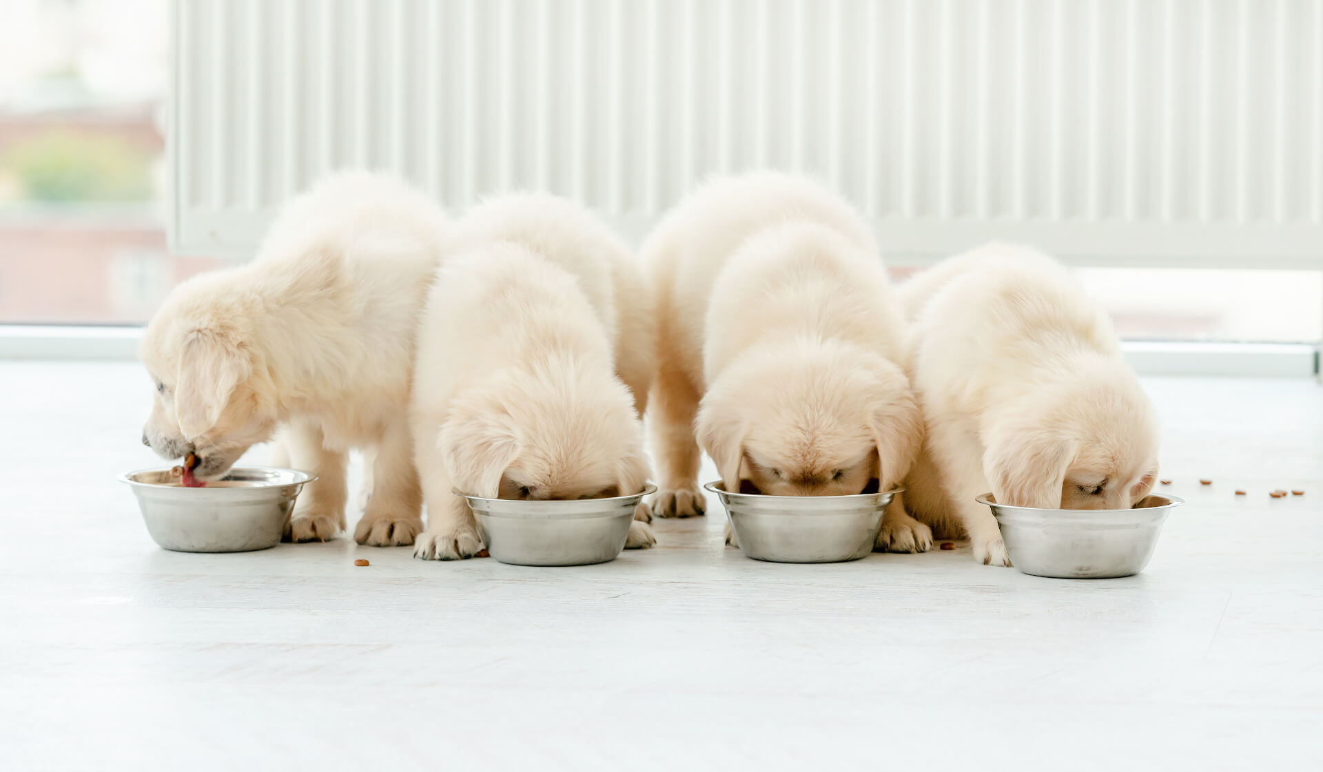 Quatro cachorros a comerem a sua ração