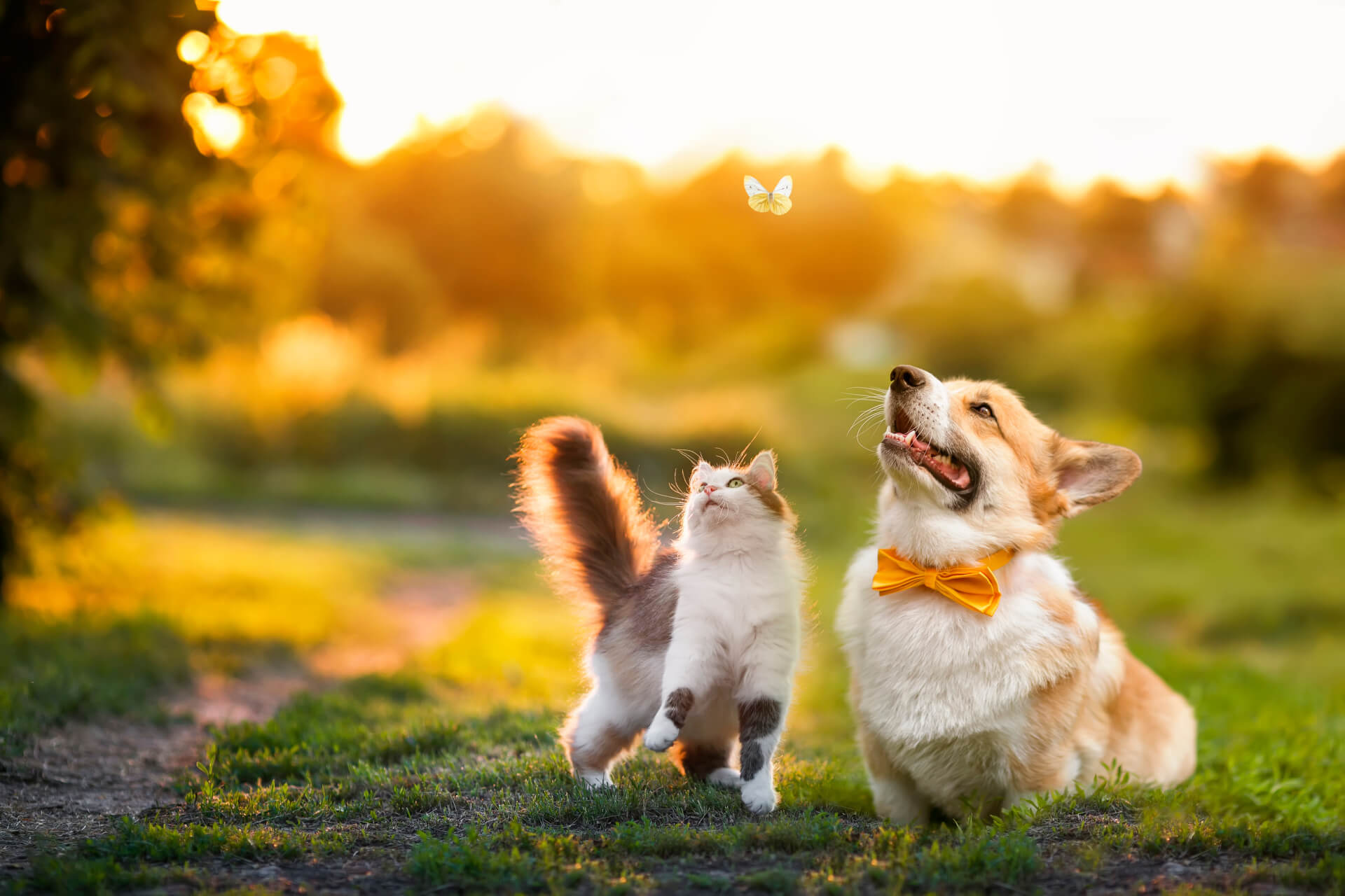 Cão e gato no jardim no final do dia a olharem para borboleta