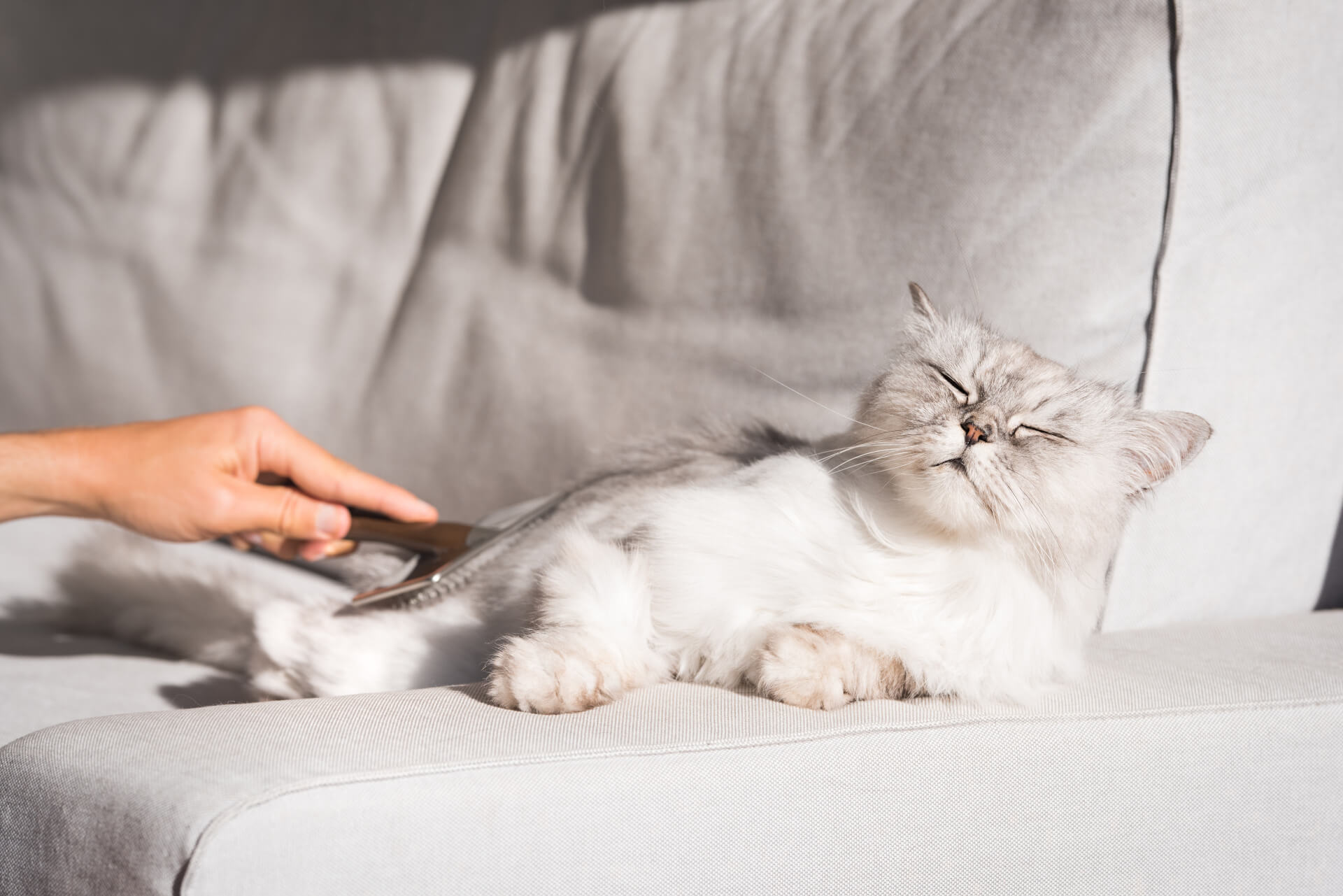 Gato a ser escovado pelo seu dono, deitado na sua cadeira