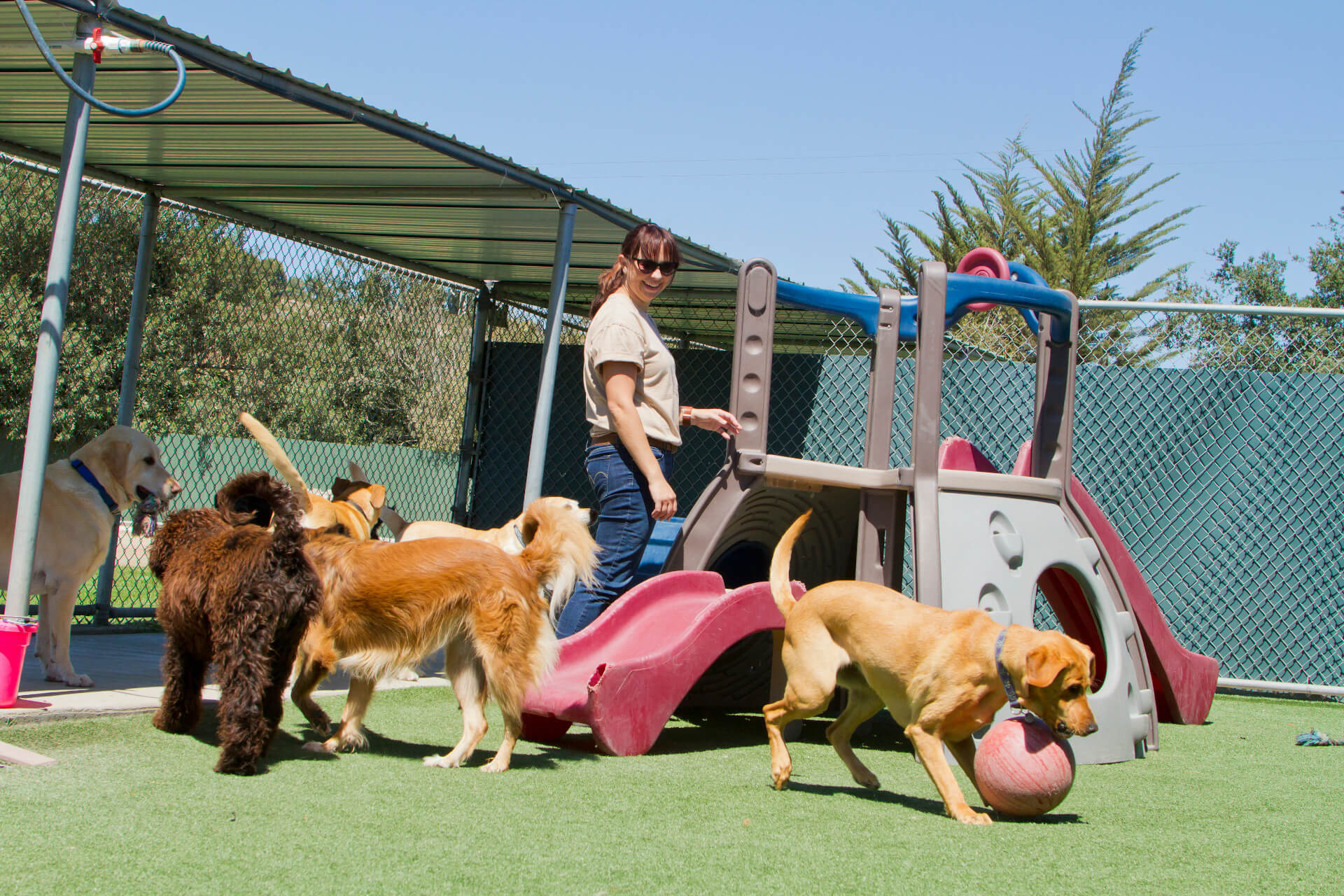 Cães no canil muito contentes a brincar