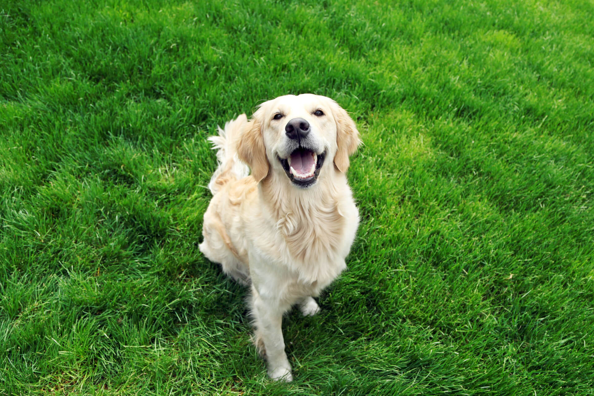 Cão labrador a sorrir sentado na relva