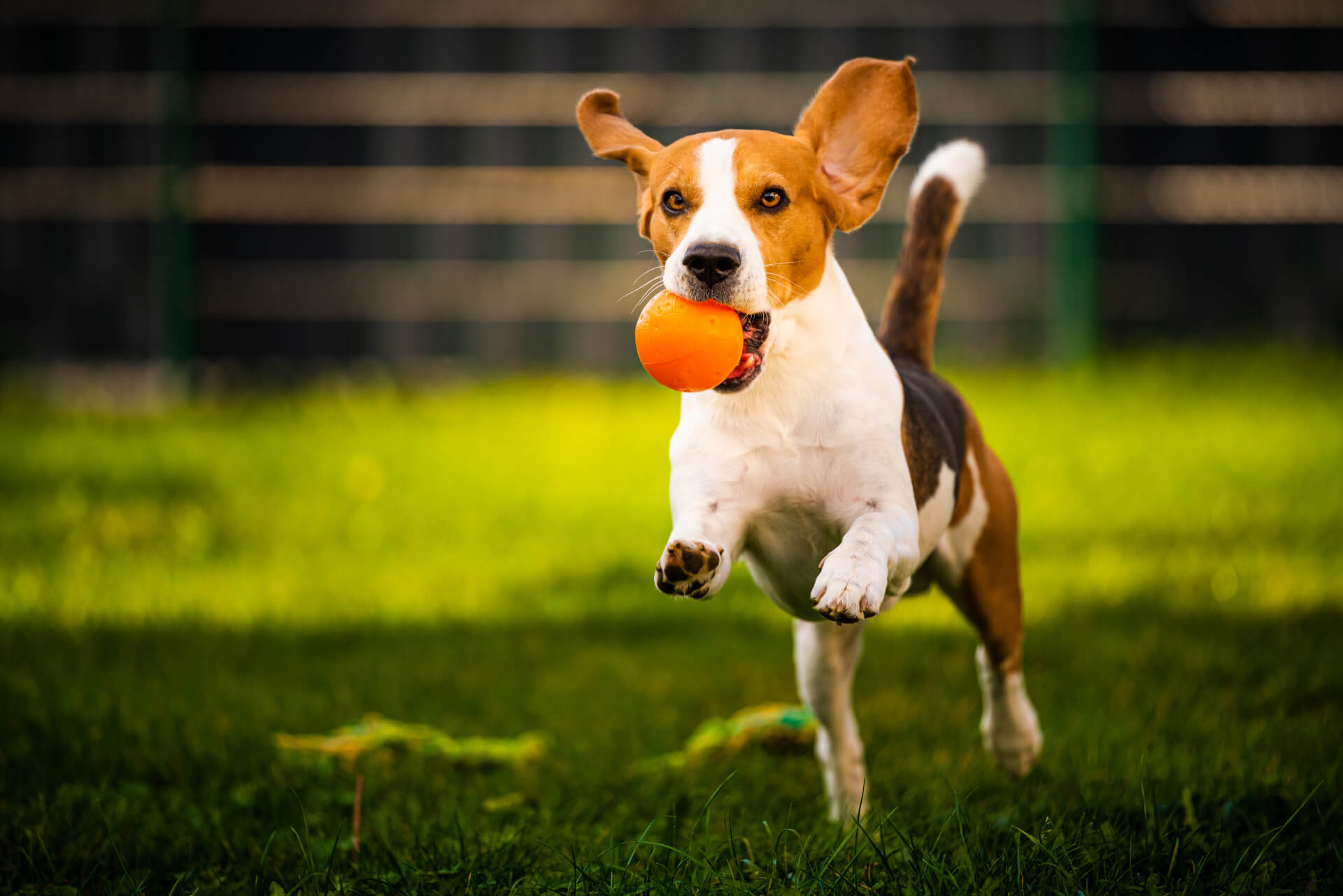 Cão feliz a brincar com bola na boca