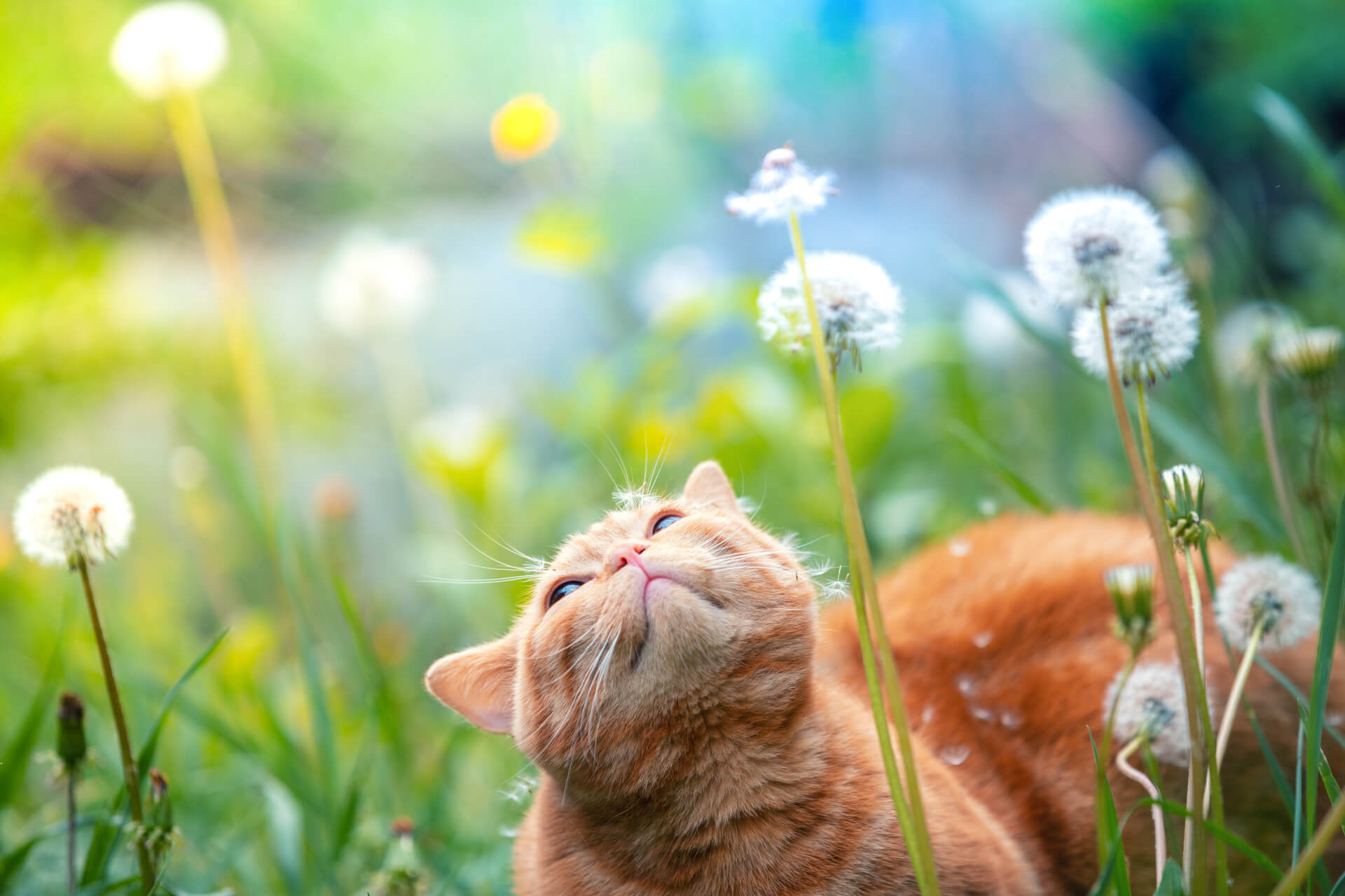 Gato deitado no jardim a admirar as flores