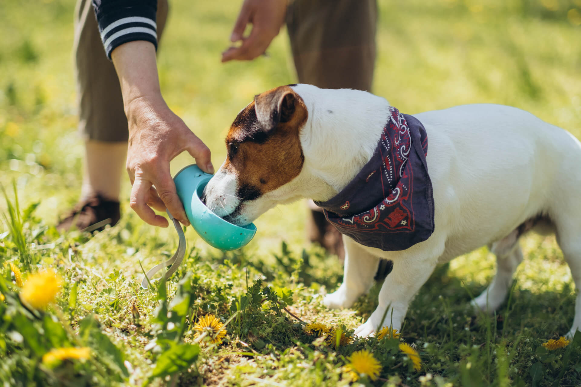 Cão a beber água através de um bebedouro portátil