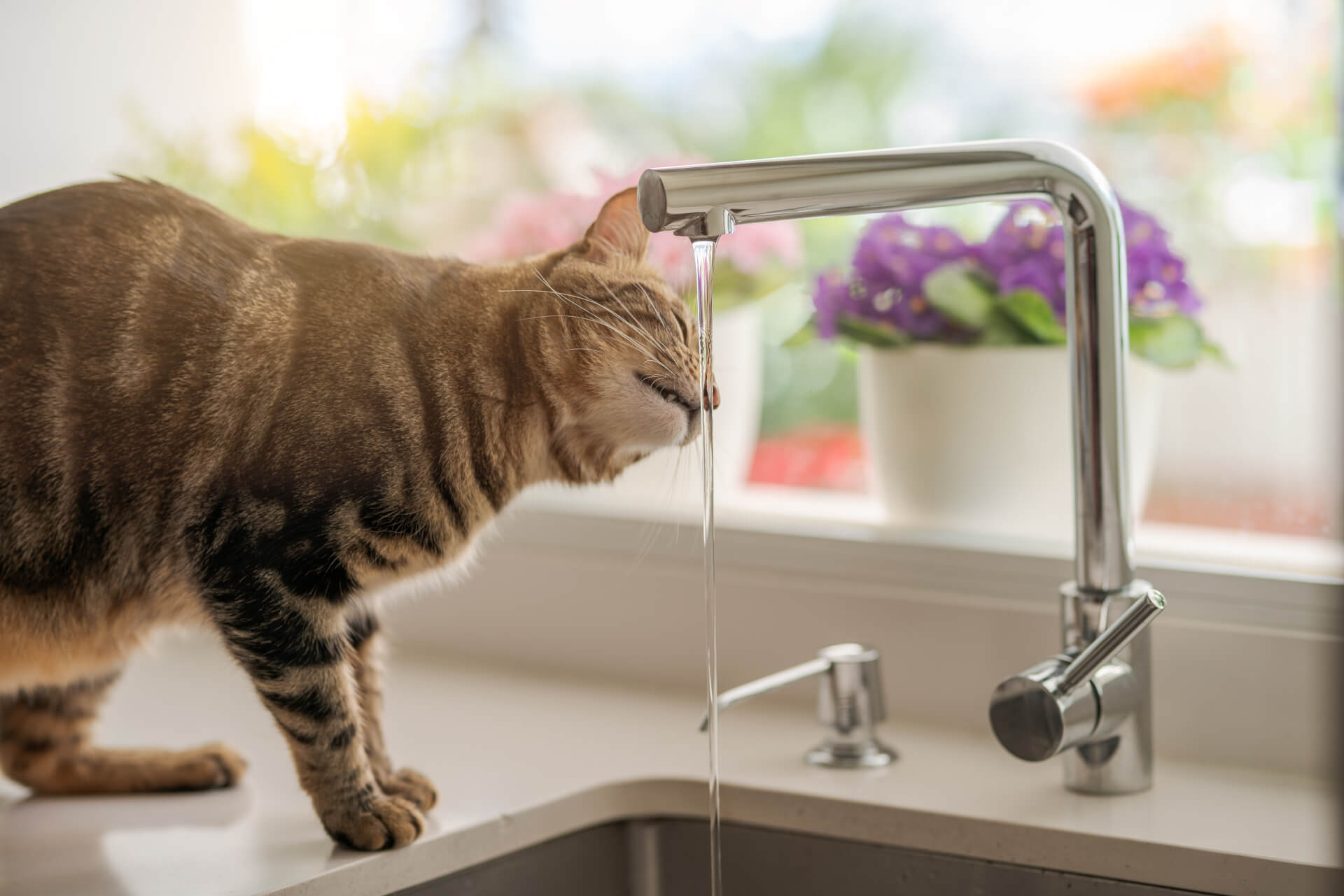 Gato a beber água da torneira do lava-loiça da cozinha