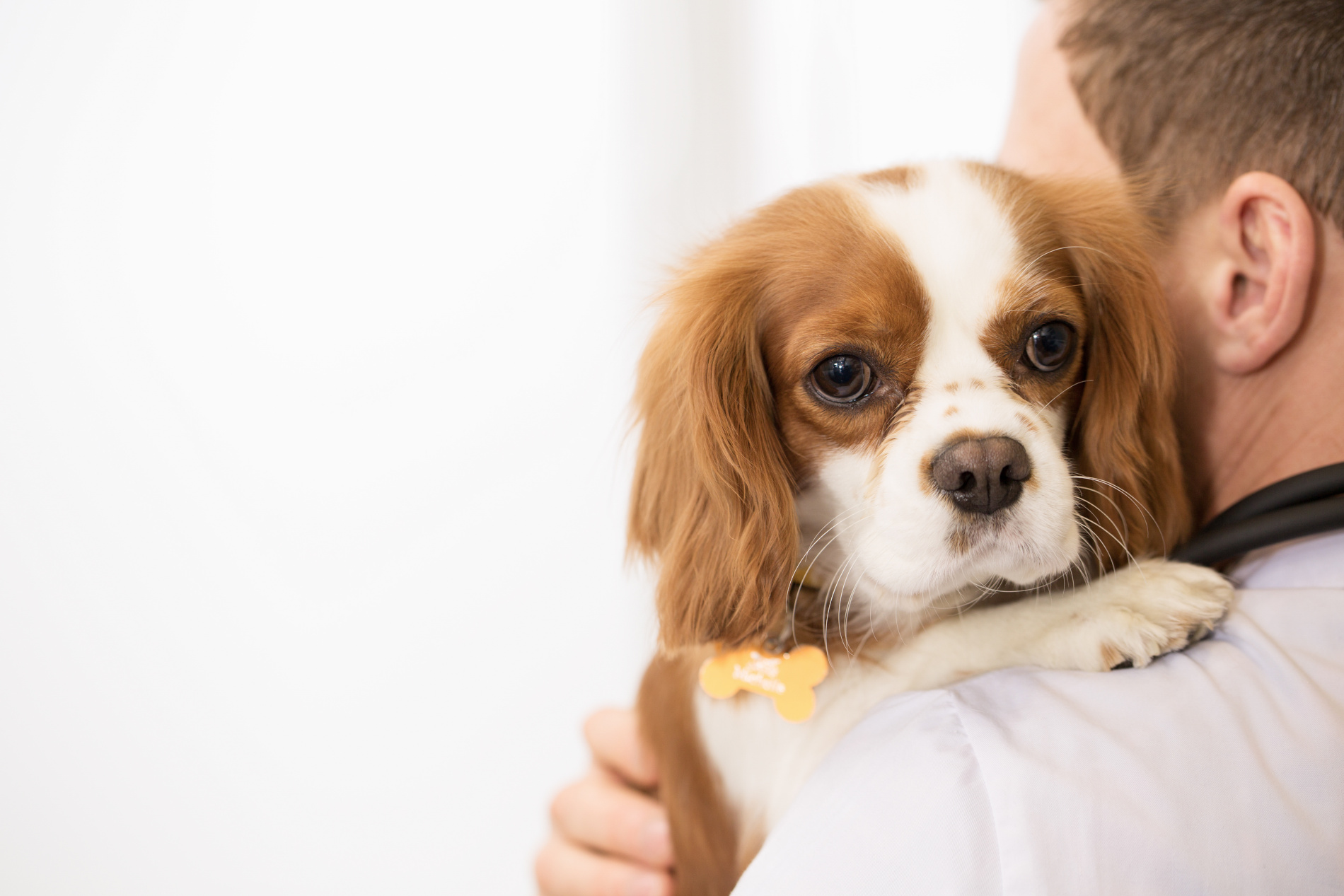 Cão ao colo de um médico veterinário.